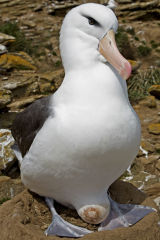 Black-browed Albatross 